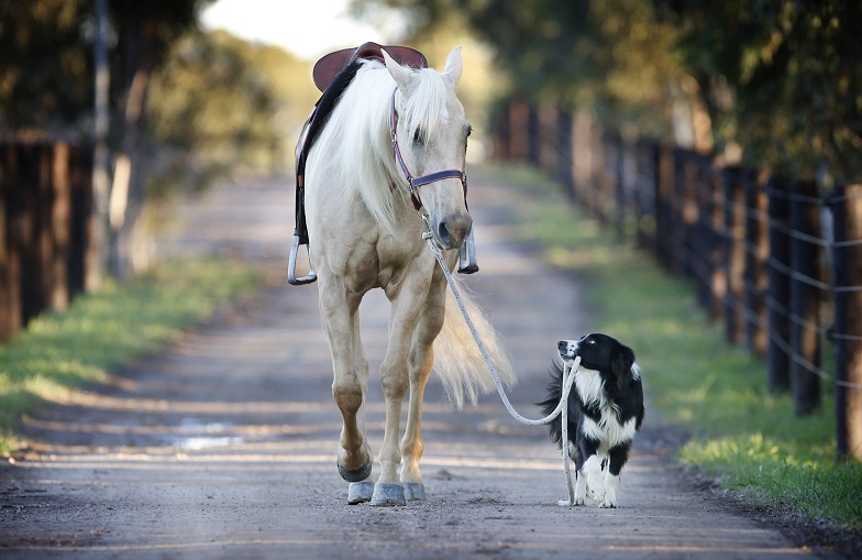 Horse taking dog for a walk