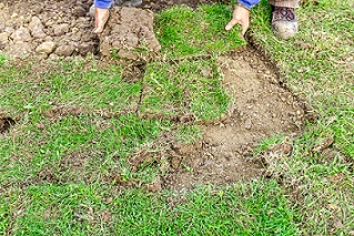 Replacing old lawn turf